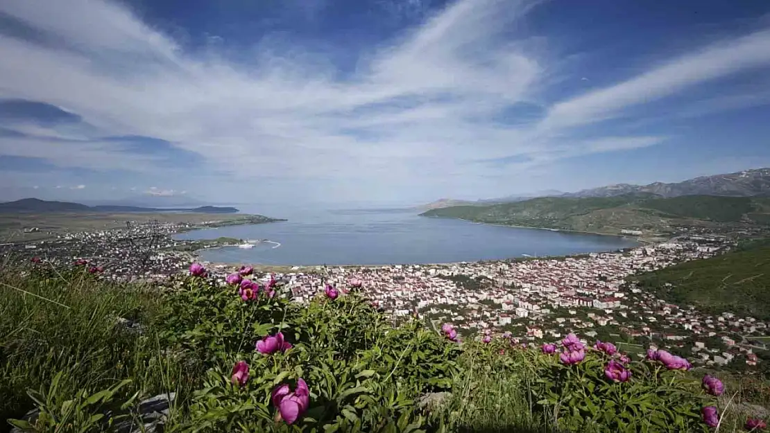 Tatvan'da Şakayık Çiçekleri Doğa Tutkunlarını Büyülüyor