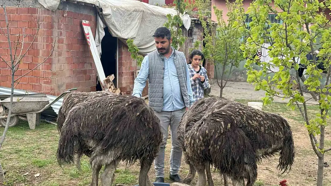 Tuzluca'nın Yeni Gözdesi: Deve Kuşları İlgi Odağı Oldu