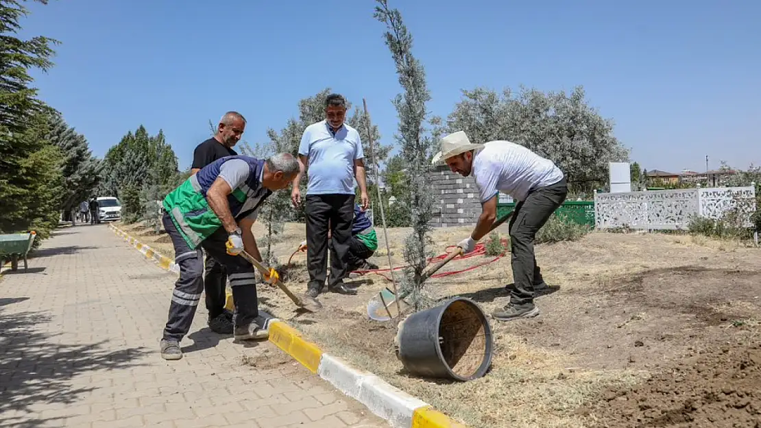 Van Büyükşehir Belediyesi Mezarlıklara 600 Adet Mavi Selvi Ağacı Dikti