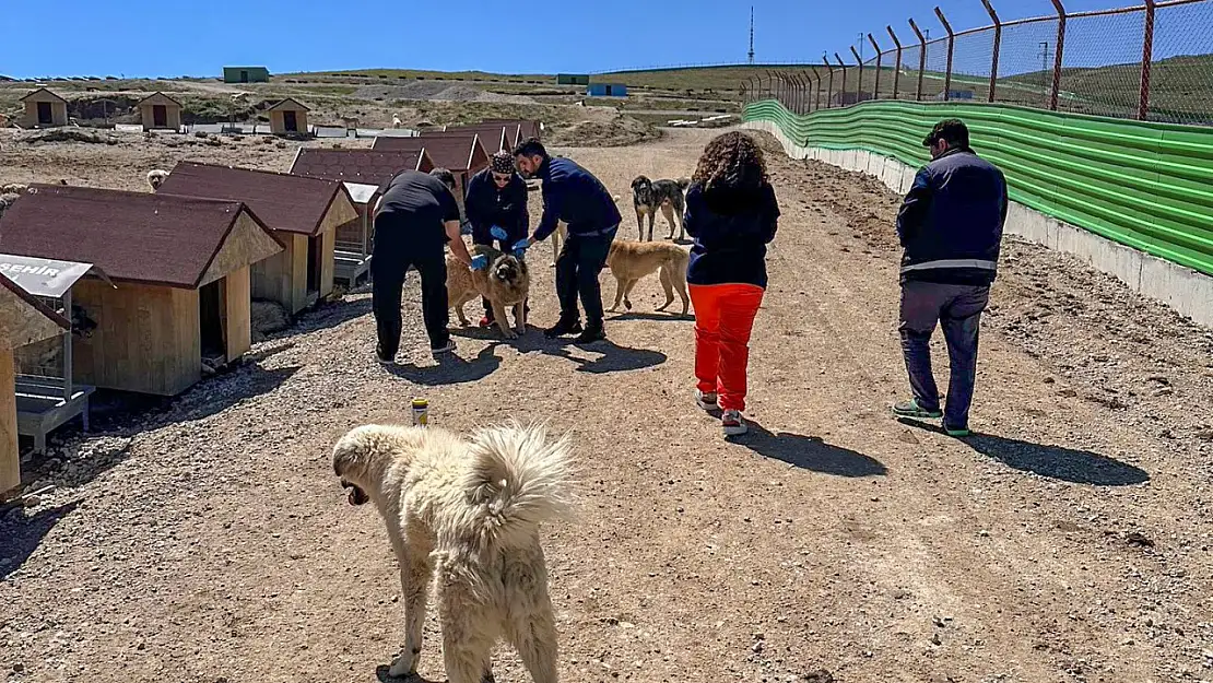 Van Büyükşehir Belediyesi'nden Doğal Yaşam Alanındaki Hayvanlara Sağlık Taraması
