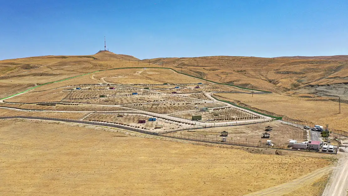 Van'da 256 bin metrekarelik doğal yaşam alanı projesi için 20 bin ağaç dikiliyor