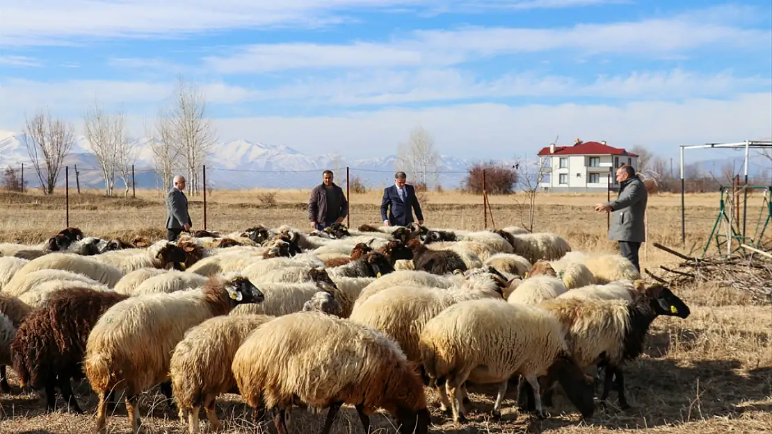 Van'da besicilere 210 bin koyun desteği sağlandı