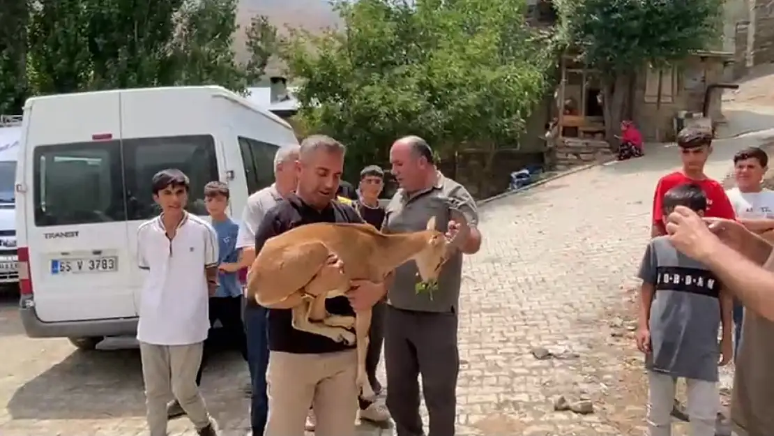 Van'da bitkin halde bulunan dağ keçisi tedavi için yaban hayvanları merkezine teslim edildi