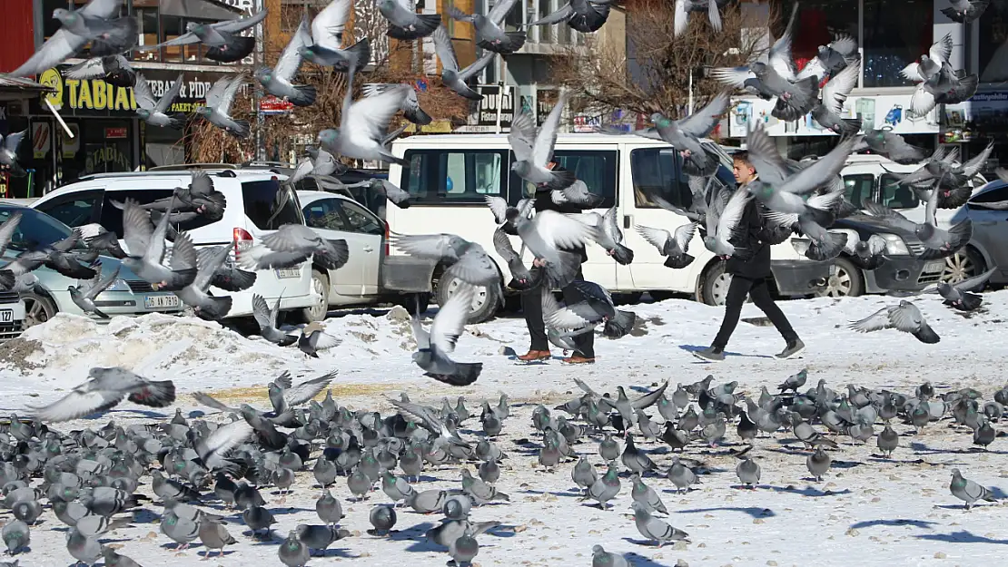 Van'da güvercinlerin yem kavgası görsel şölen sunuyor