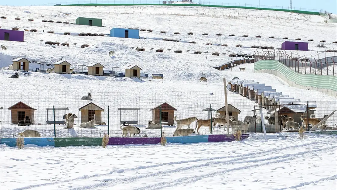 Van'da sahipsiz hayvanlar için doğal yaşam alanı oluşturuldu