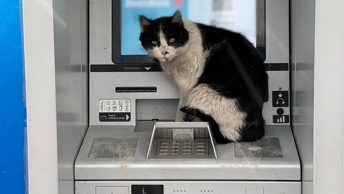 Van'da soğuktan üşüyen kedi, ATM kabinine sığındı