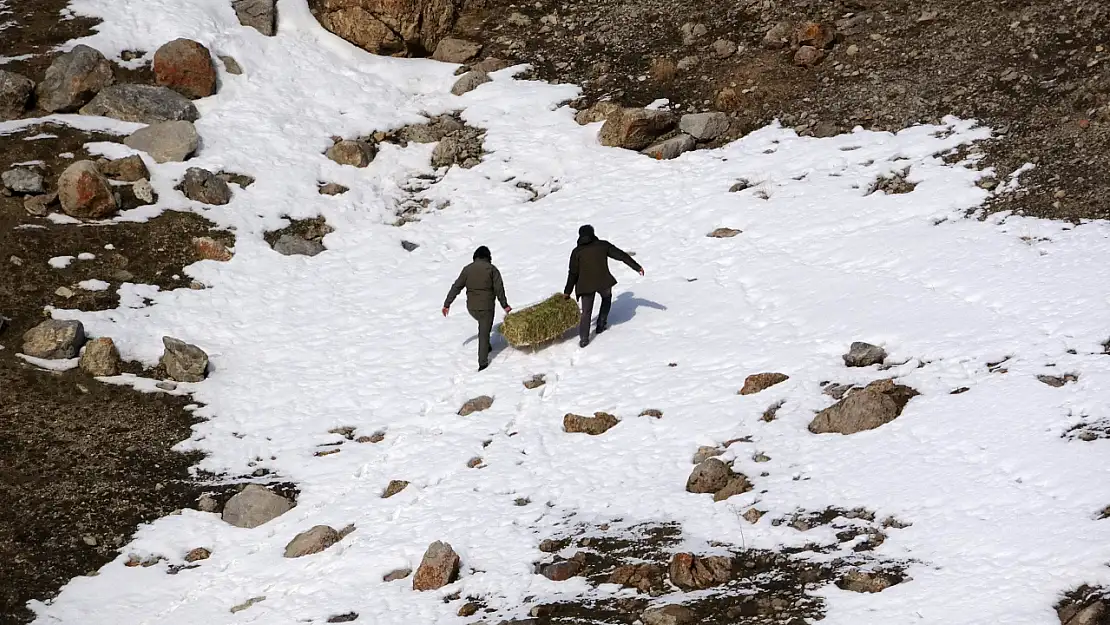 Van'da uzmanlardan uyarı: Yaban hayvanlarına bilinçsiz yem bırakmayın