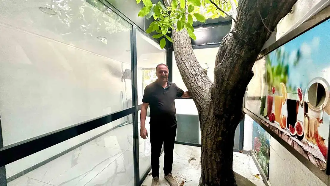 Van'da Yüzyıllık Ceviz Ağacı, İş Yerinde Canlı Tarih Olarak Korunuyor