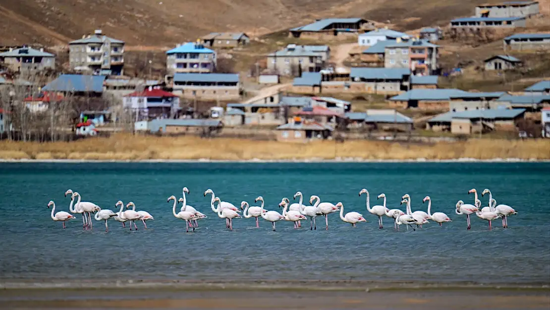 Van Gölü havzası, flamingoların güvenli limanı oldu