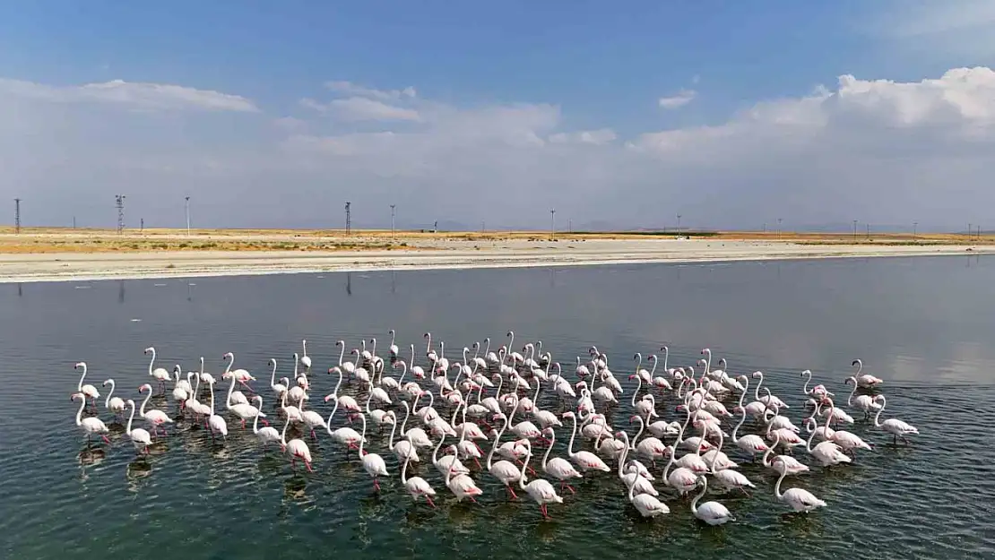 Van Gölü'nde Flamingo Şöleni: Doğa Fotoğrafçıları Akın Ediyor
