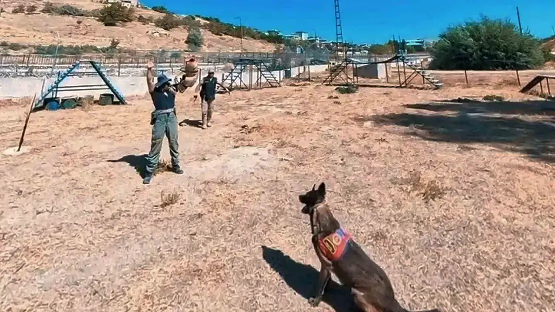 Van Jandarma köpekleri, parkur antrenmanlarıyla her an göreve hazır tutuluyor