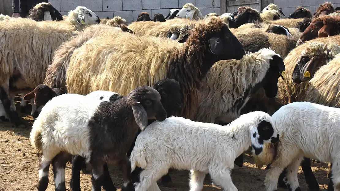 Vanlı çiftçi, süngerleme yöntemiyle kuzu verimini artırdı