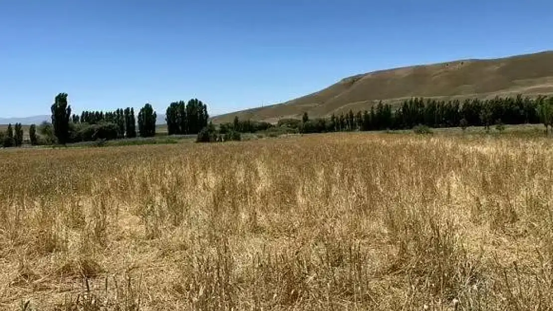 Yaban domuzları Muş'ta buğday tarlasını talan etti, çiftçi büyük zarar gördü