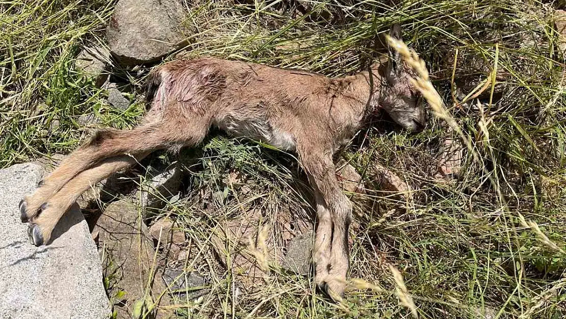 Yaban keçileri tehlikede! Çoruh Vadisi'nde köpek saldırıları endişe yaratıyor.