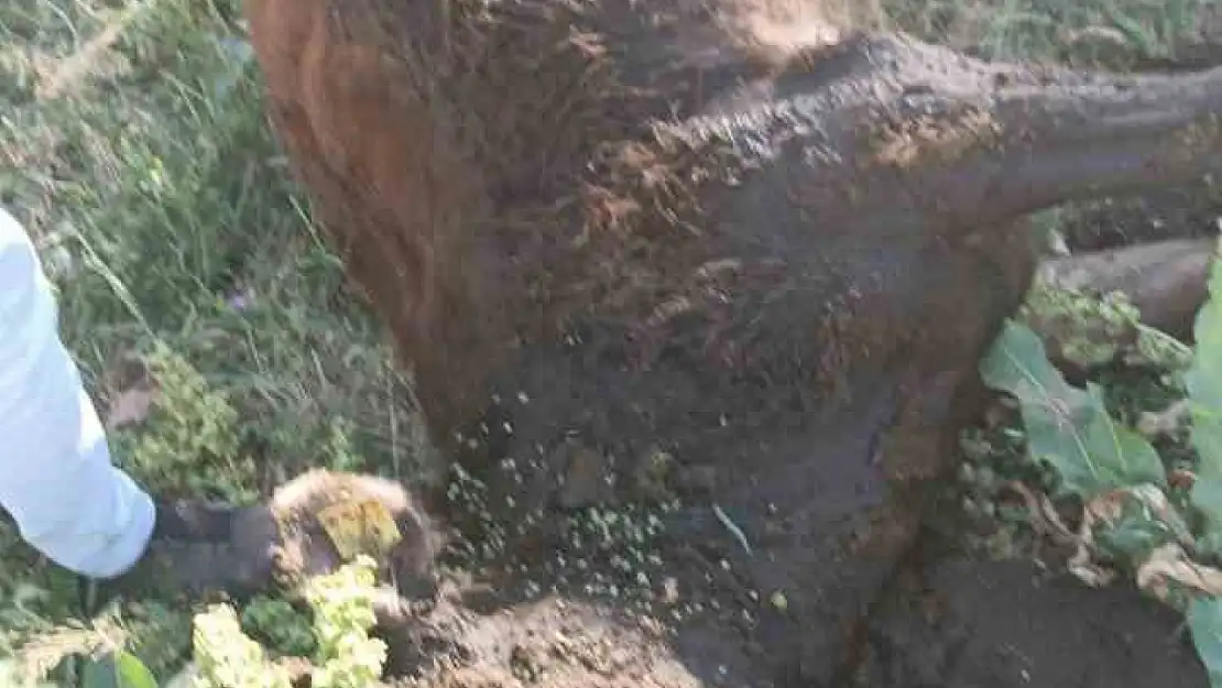 Yayla Anlaşmazlığı Silahlı Kavgaya Dönüştü: Bir Yaralı, Hayvanlar Kurşunlandı
