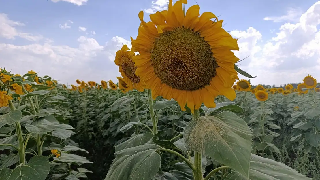 Yaz aylarında Ağrı'nın tarlaları sarı renge büründü