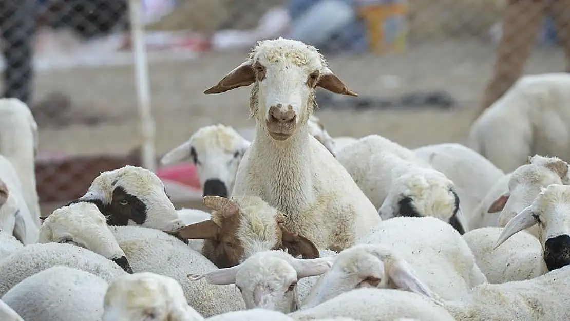 Yetiştiriciler, Hayvancılığa Destek Projesi'ne küçükbaş hayvanların da dahil edilmesini istiyor