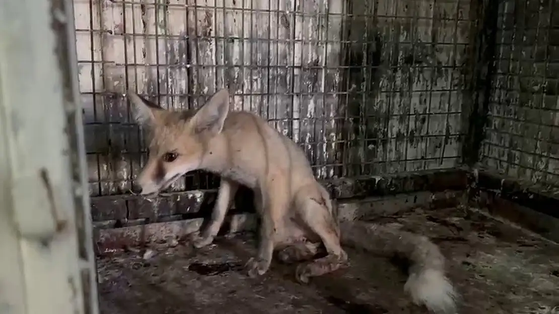 Yolda Yaralı Bulunan Tilki, Sağlığına Kavuşmak Üzere Tedavi Altına Alındı