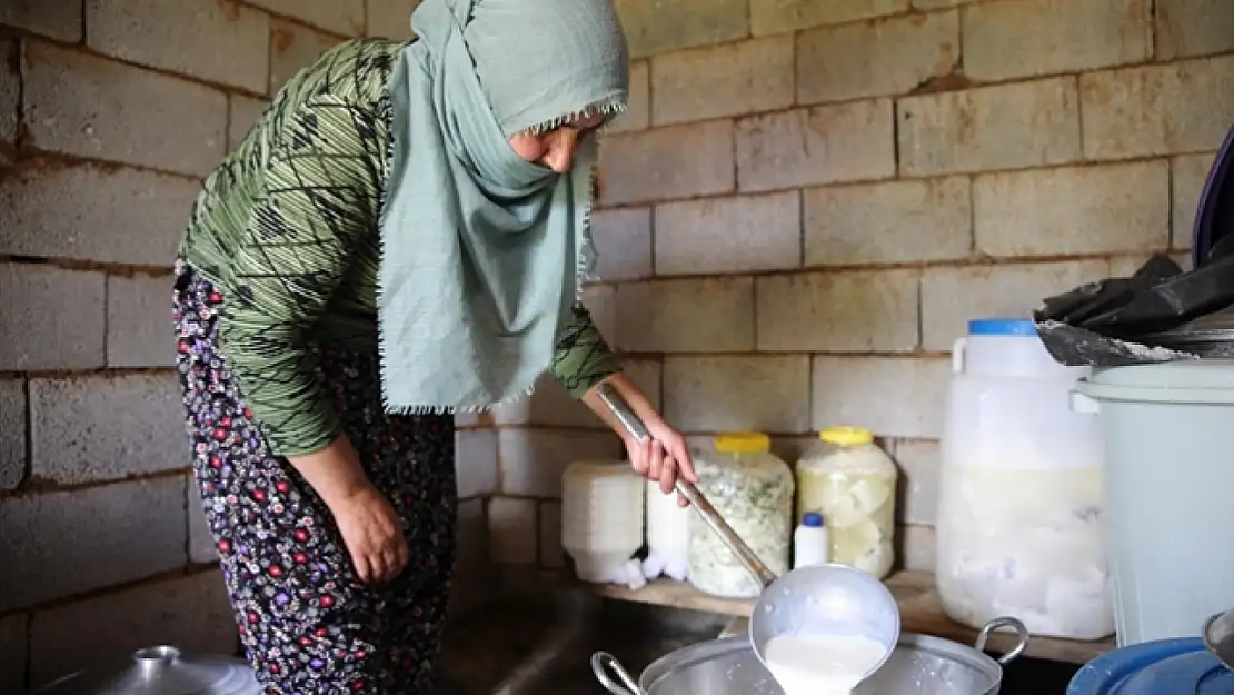 Yüksek Dağların Huzurunda: Doğal Ortamda Üretilen Otlu Peynir Lezzeti
