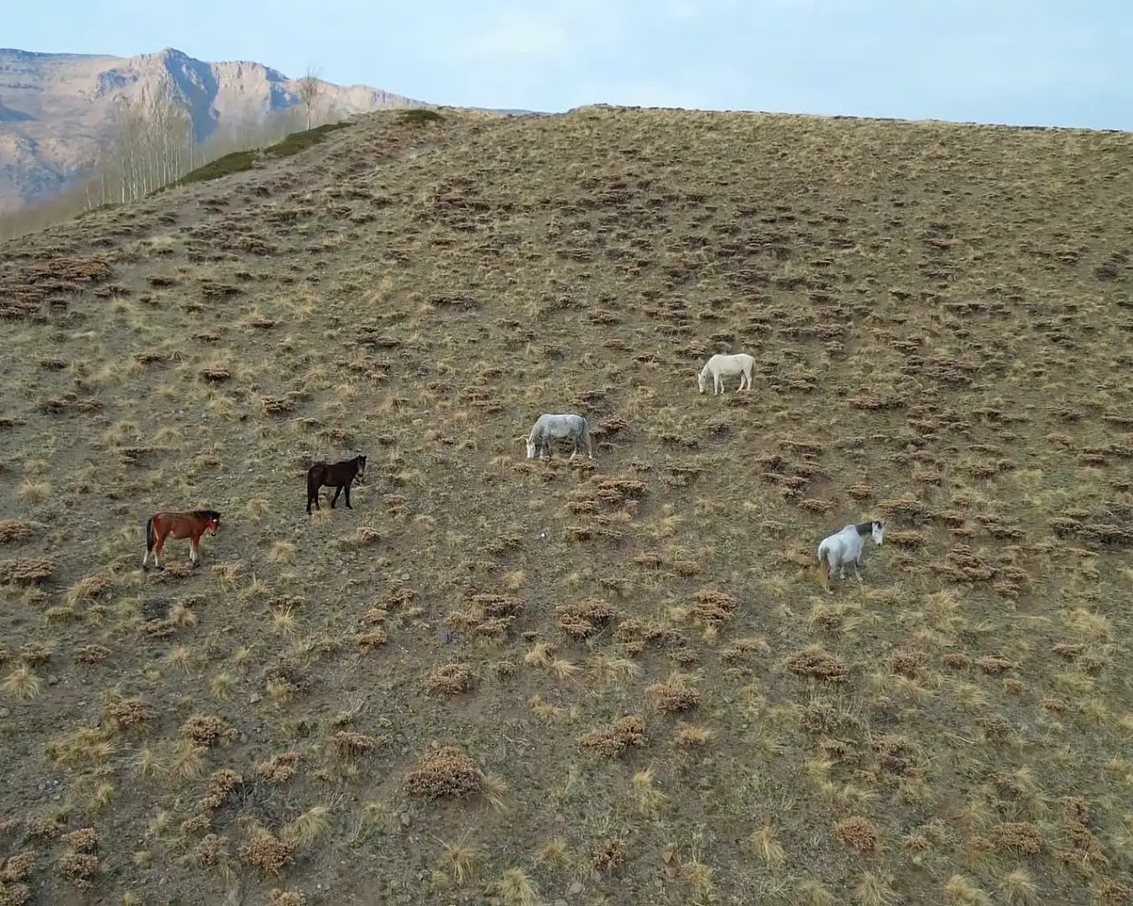 Kışın doğaya bırakılan at ve eşekler, Van'da trafik kazalarına neden oluyor