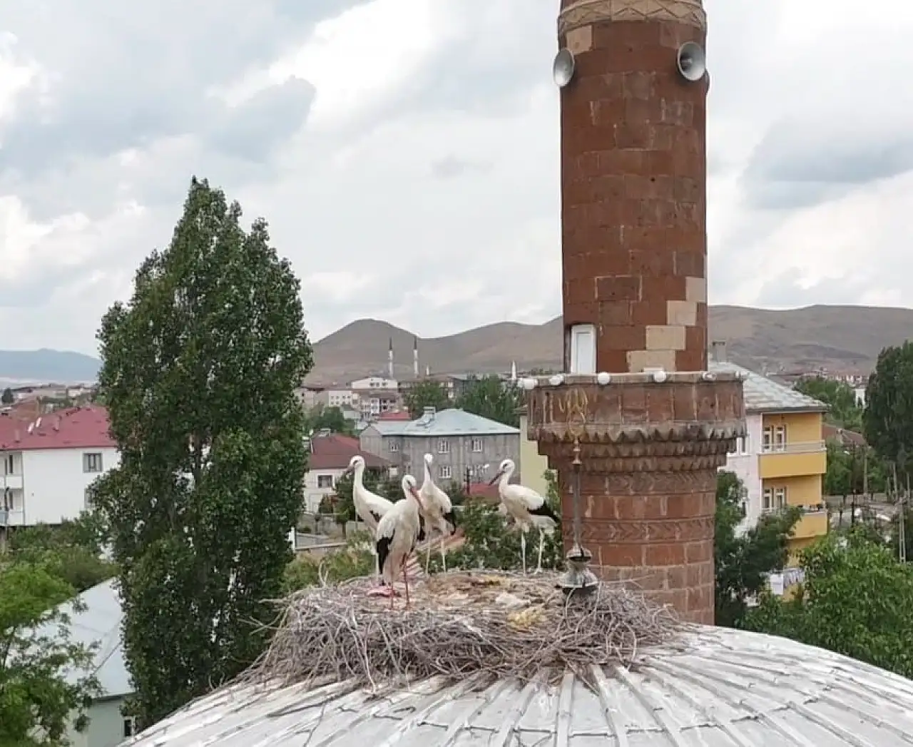 Patnos'ta leylekler bu yıl geç geldi: Temmuzda yuvalarına döndüler