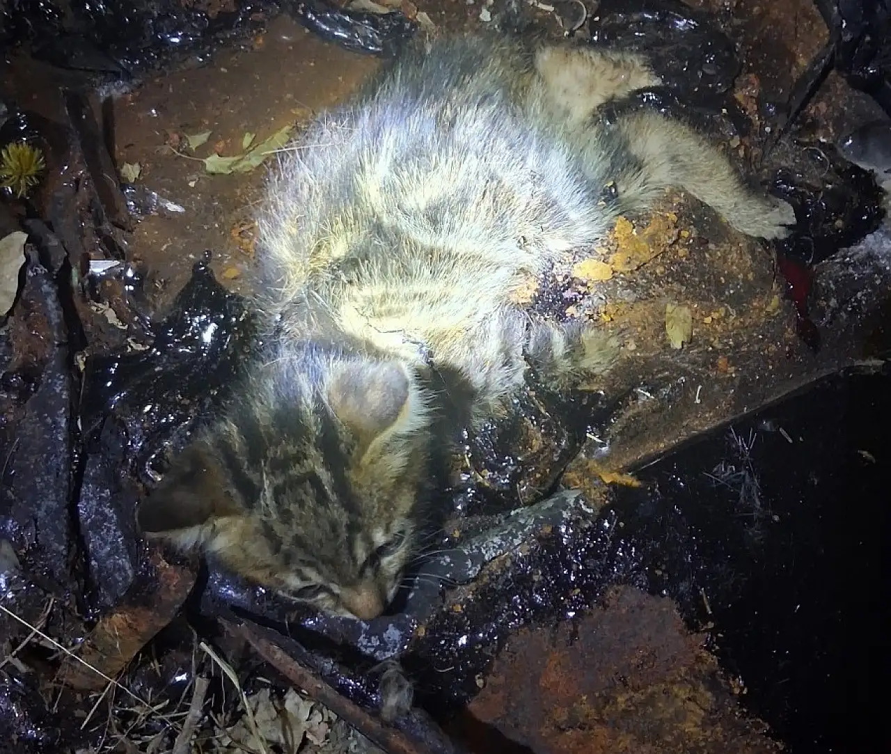 Patnos'ta itfaiye personeli zifte saplanan yavru kedi için seferber oldu