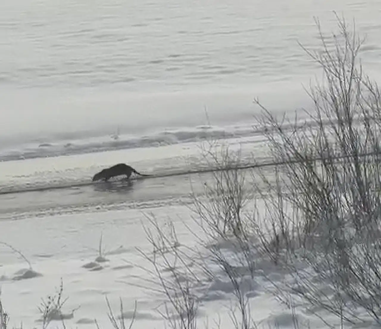 Doğanın gizli sakinleri Taşlıçay'da kameralara yansıdı
