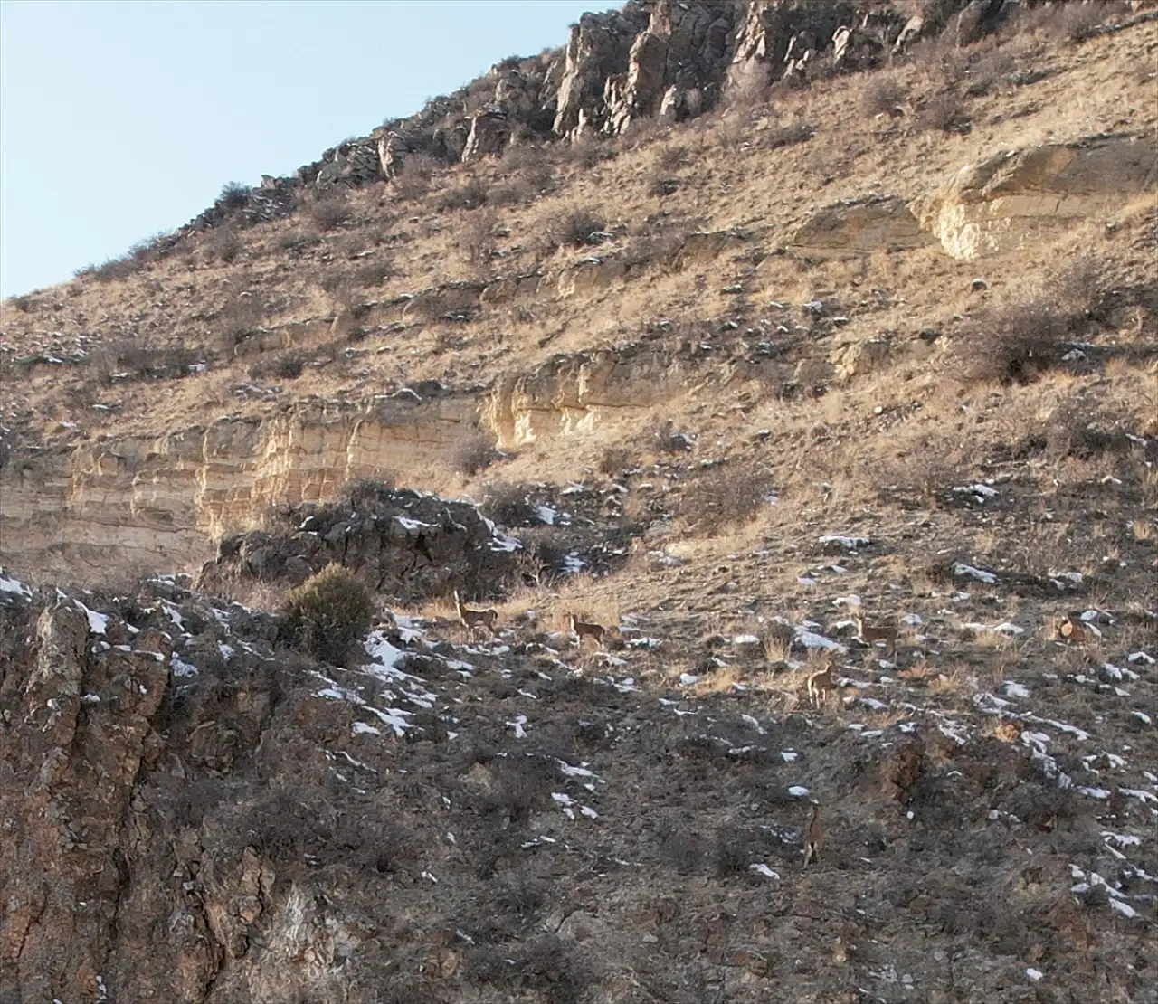 Erzurum'da yaban hayatının nadide üyeleri görüntülendi