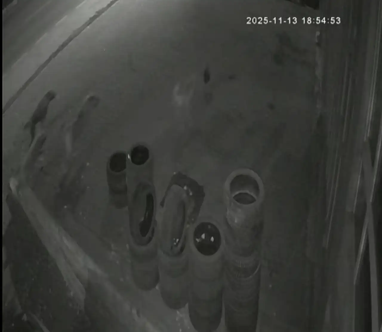 Köpeklerin kovaladığı tavuk, lastik ustası tarafından kurtarıldı