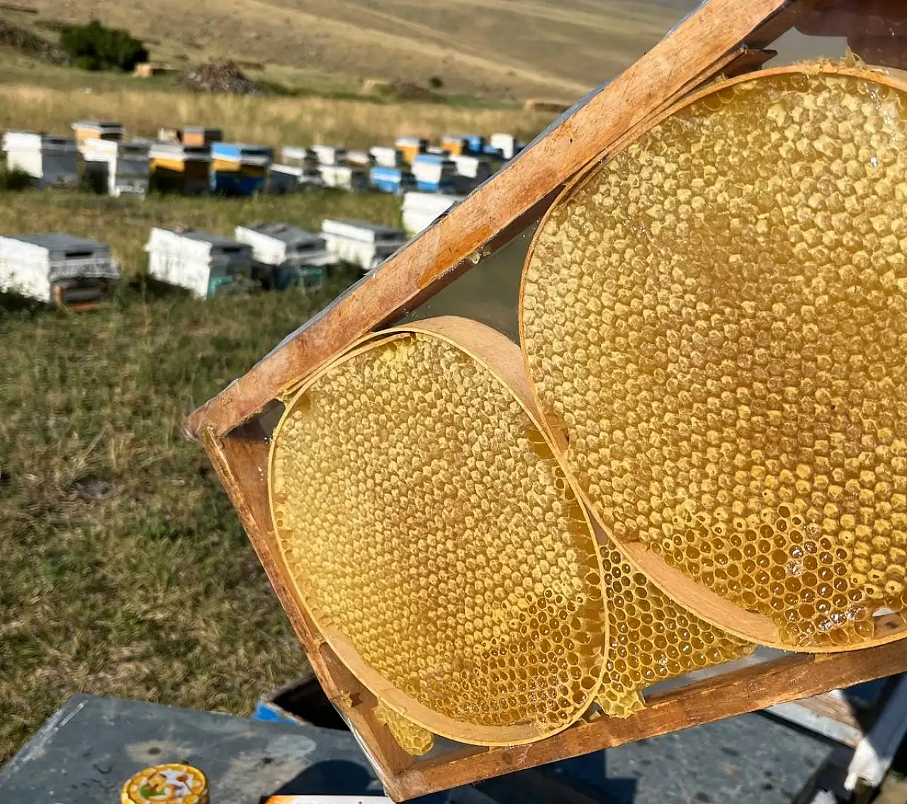 Doğubayazıt'ın yüksek rakımlı yaylalarında bal hasadı başladı