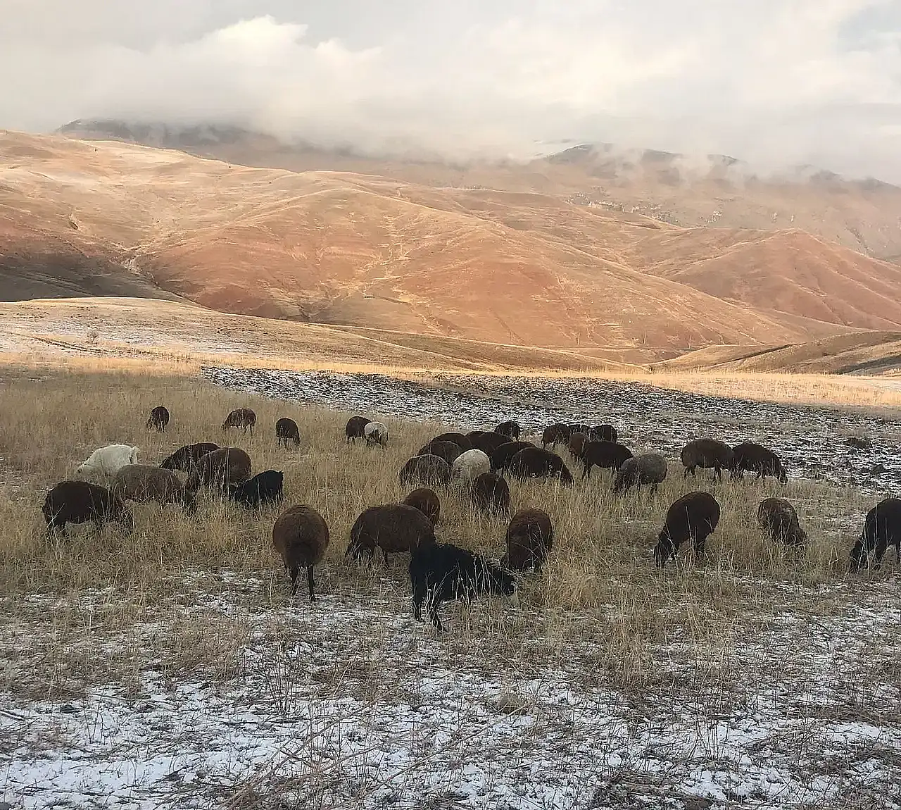 Ağrı'nın Dede Maksut Köyü'nde kış kendini gösterdi