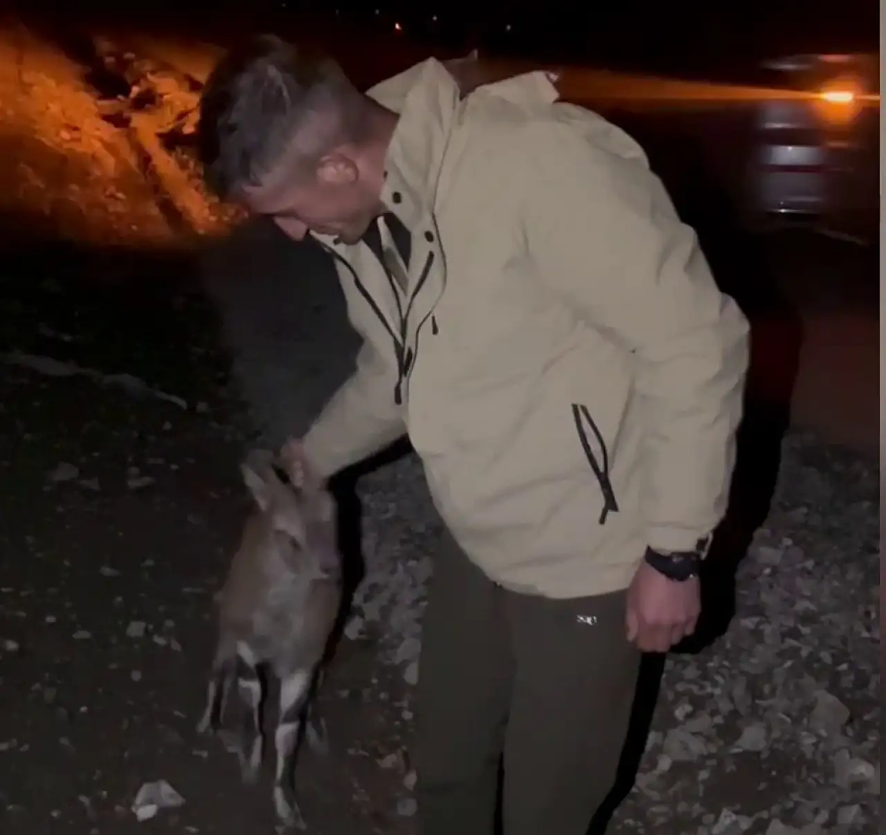 Yaralı dağ keçisi, duyarlı sürücüler sayesinde tedavi için kurtarıldı