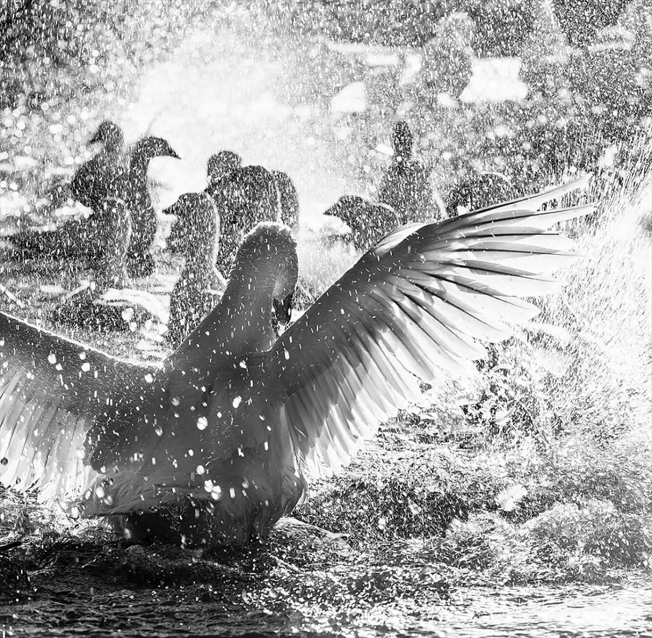 Karslı fotoğraf sanatçısından yeni kitap: Kazların Senfonisi