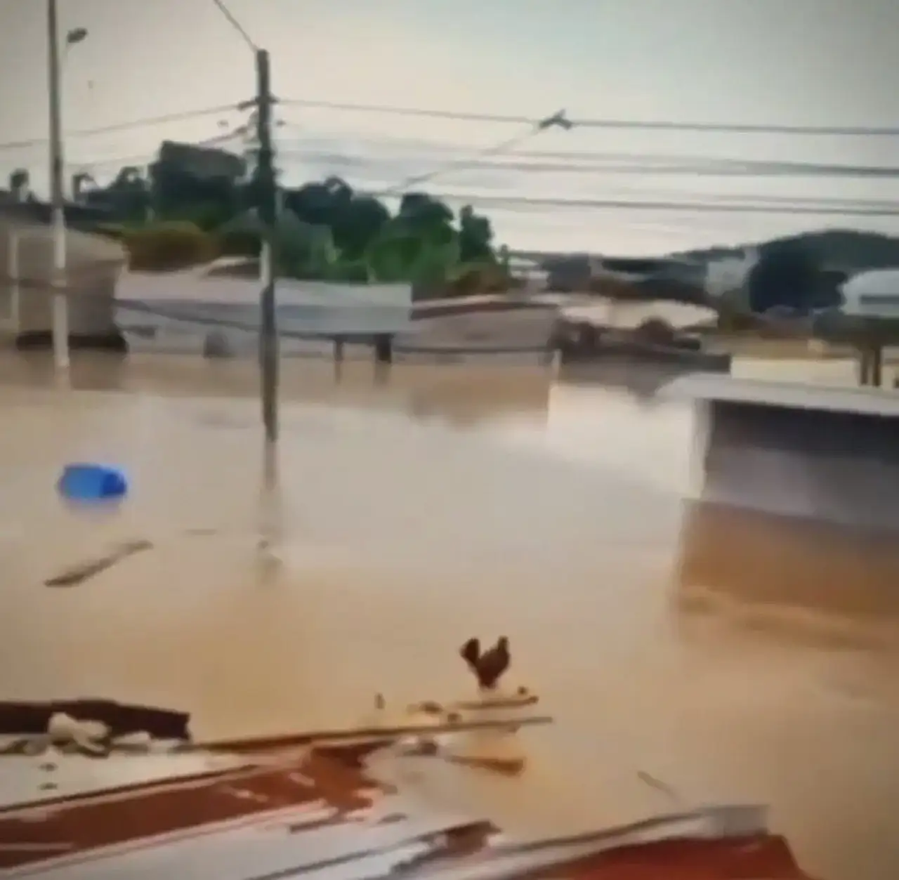 Wilson Tavuk Olayı Doru mu, Gerçek mi, Yapay Zeka mı?