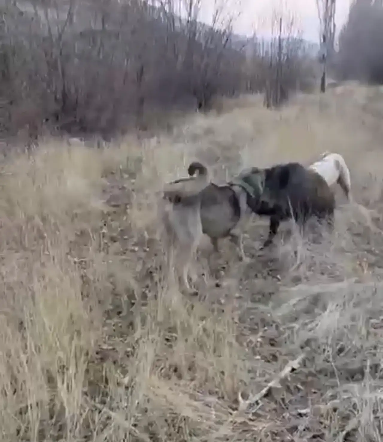 Yaban domuzu köpeklerin saldırısına uğrarken o anlar cep telefonuyla kaydedildi