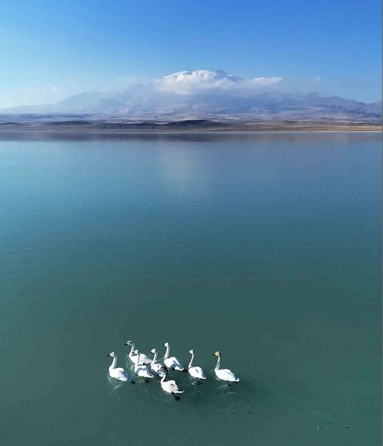 Arin Gölü'nde Sonbahar-Kış Göçü: Ötücü Kuğuların Büyüleyici Dansı Göz Kamaştırıyor