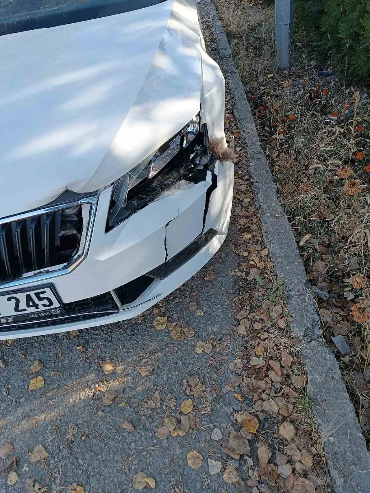 İspir'de yola çıkan boz ayı, otomobile çarptırdı sürücü şokta!