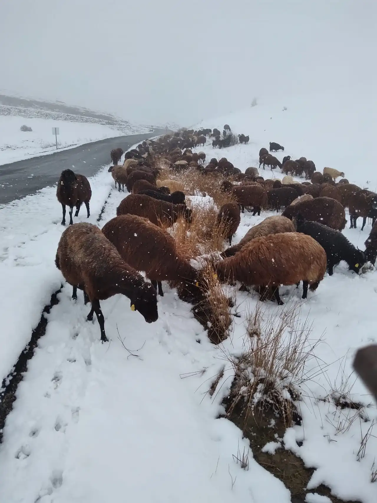 Özveren Köyü'nde hayvancılar karla kaplanan arazide sabah mesaisine çıktı