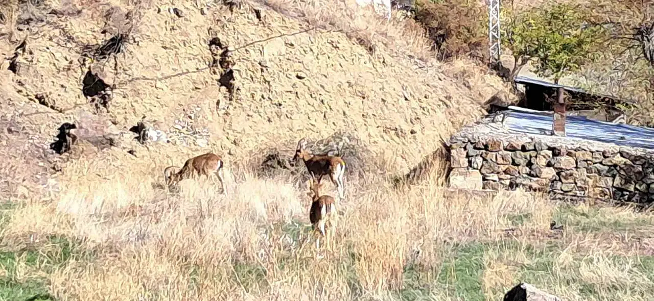 Erzurum'un Ormanağzı köyünde yaban keçileri özgürce dolaşıyor