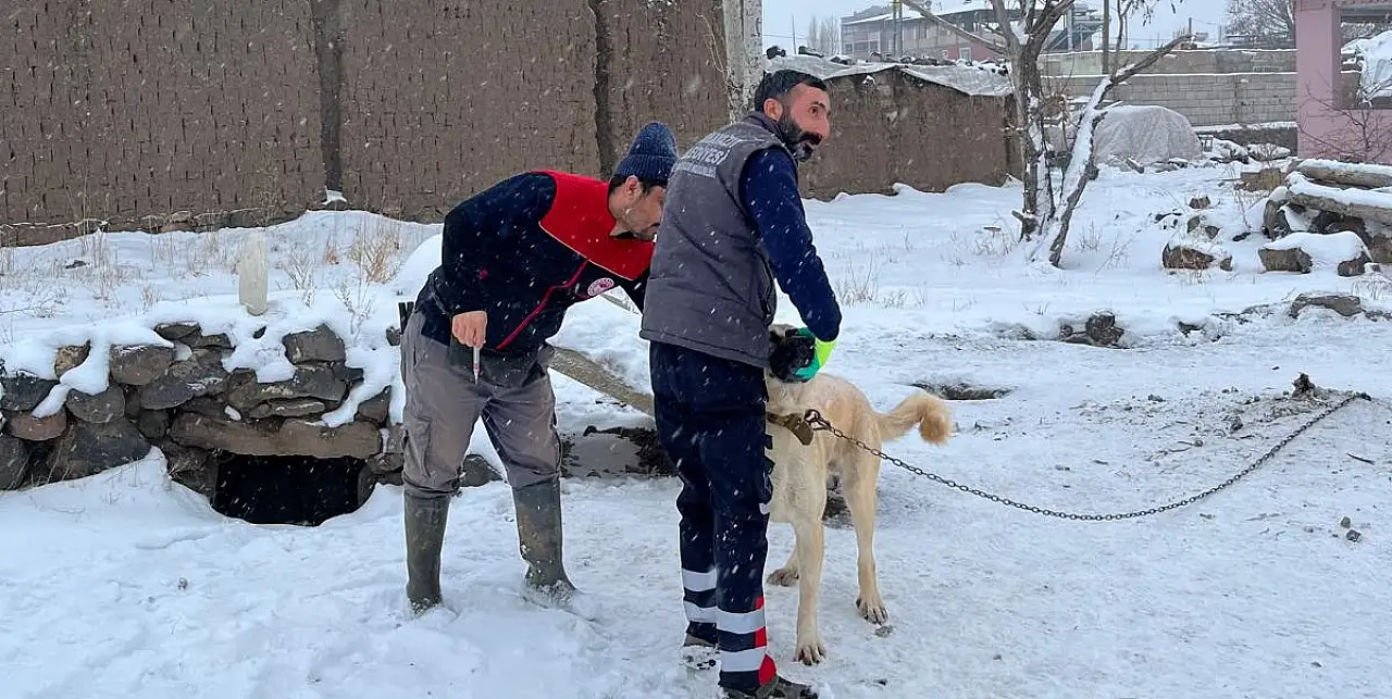 Doğubayazıt'ta hayvan sağlığı için yoğun mesai