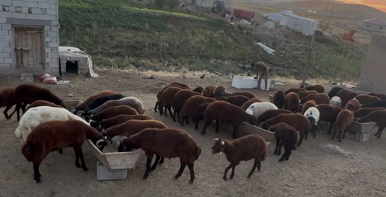 Patnos'ta besicinin sonbahar mesaisi başladı