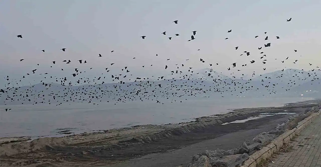 Tatvan'da Binlerce Karganın Gökyüzünü Kararttığı Şaşırtan Doğa Olayı
