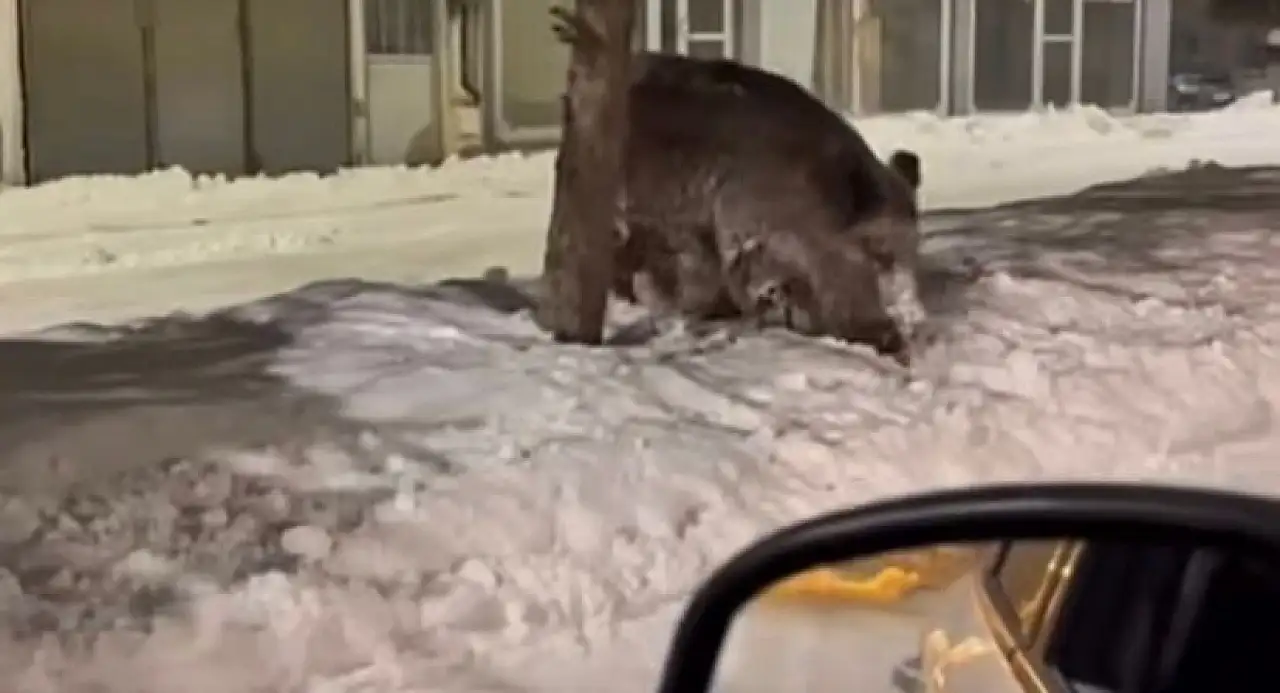 Patnos'ta yaban domuzları caddeye indi