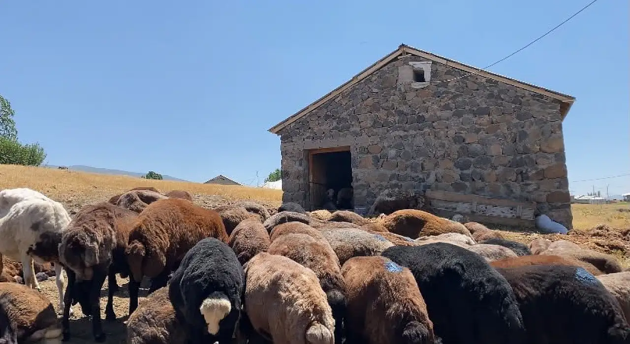 Ağrı'da koyun sağımı sezonu başladı: Üreticiler emeğini ekonomiye dönüştürüyor