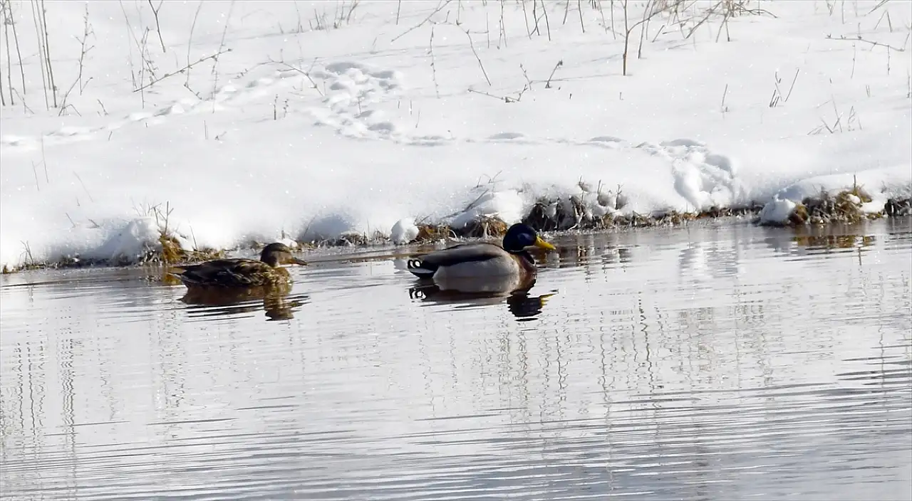 Kars'ta kızıl tilki ve yaban kuşları doğal yaşam alanlarında görüntülendi