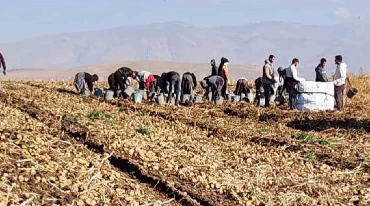 Patnos'ta 500 dönümden 1.650 ton ürün elde edildi