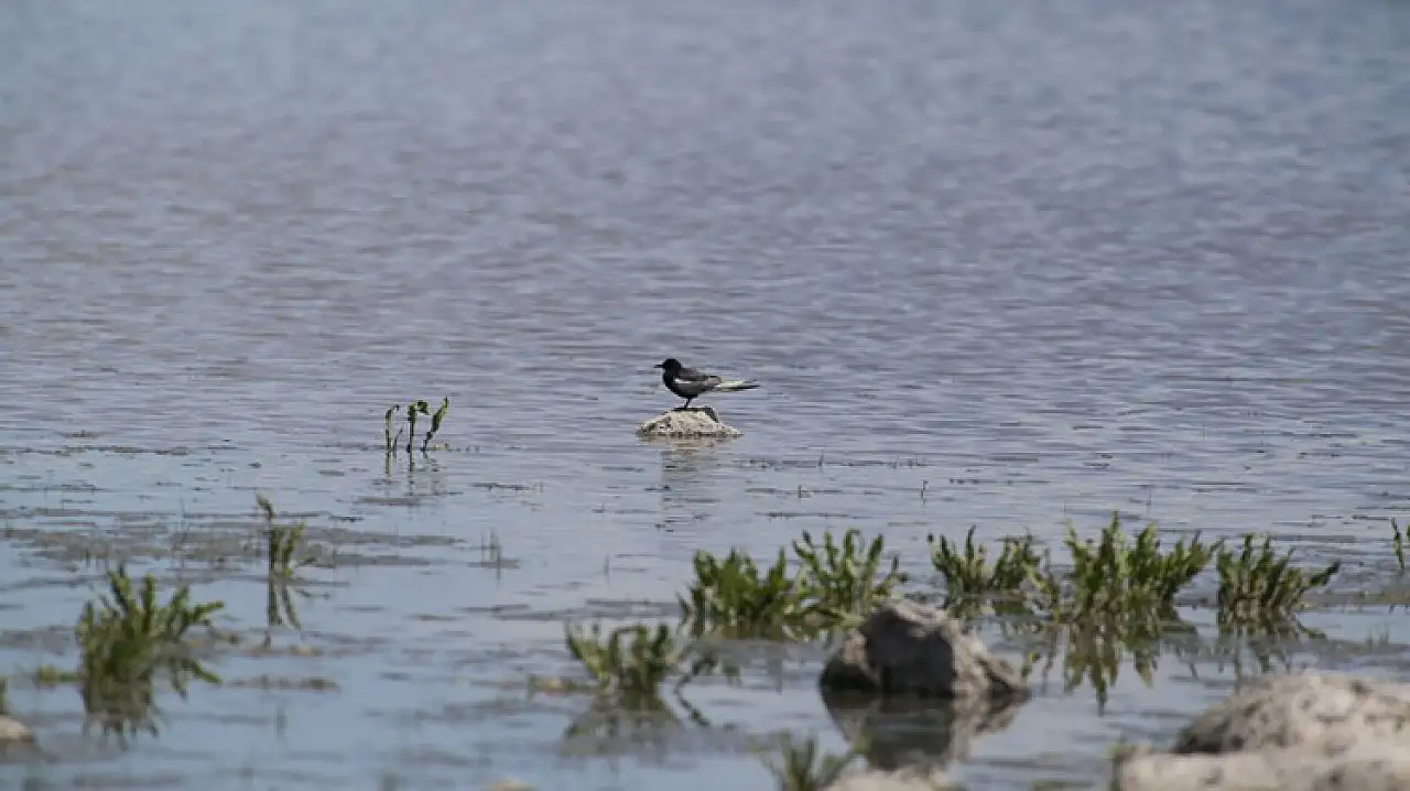 Çalı Gölü, Mayıs'ta 137 Farklı Kuş Türüne Ev Sahipliği Yaptı!