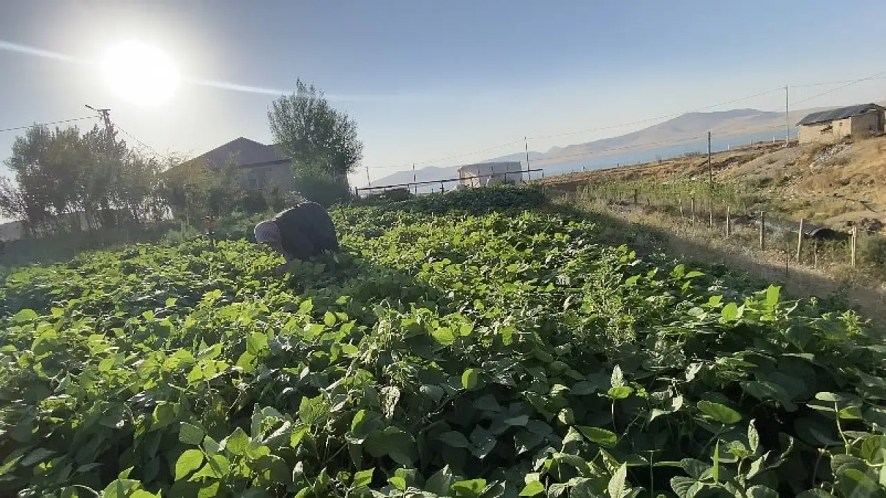 Patnos'ta yazın bereketi kış sofralarına taşınıyor