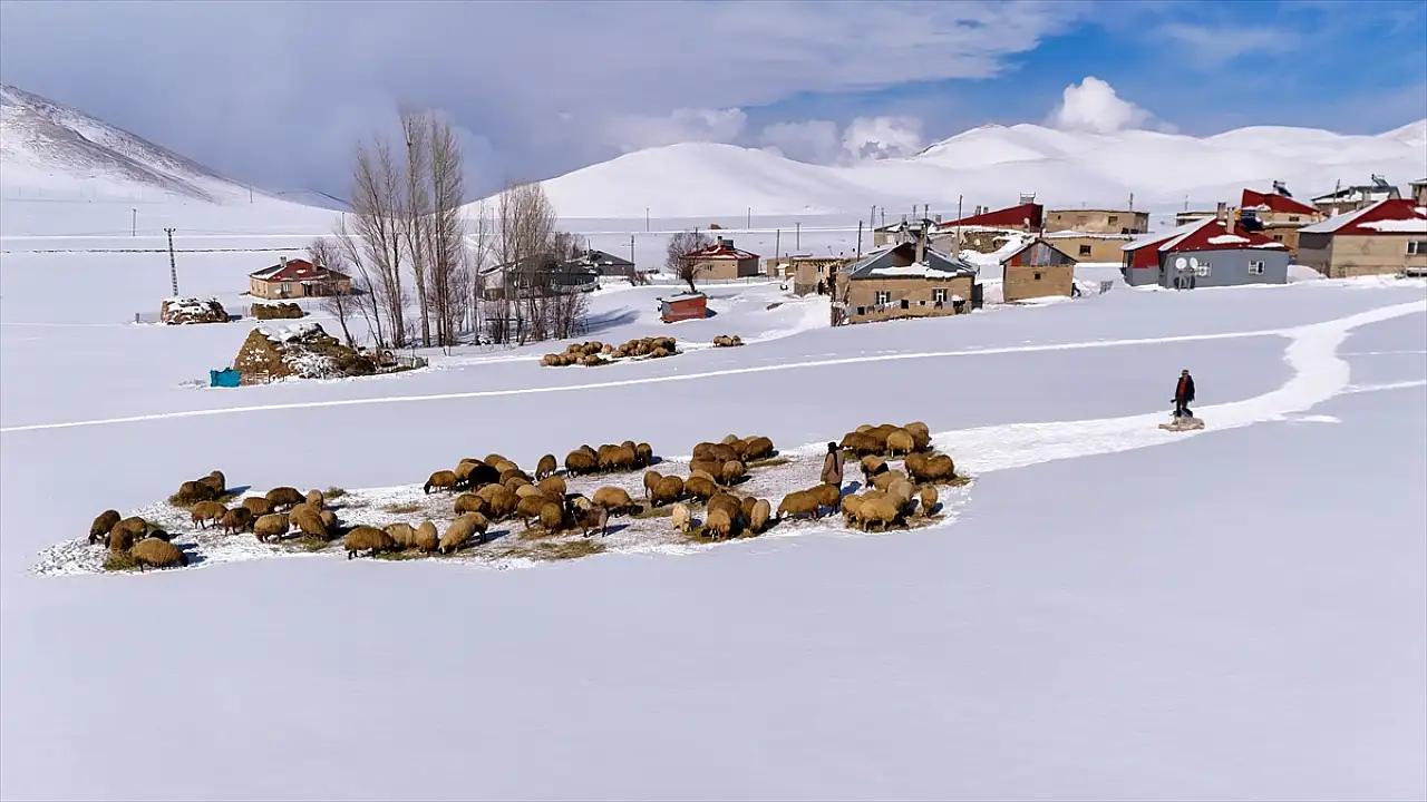 Vanlı besiciler çetin kış şartlarına karşı hayvanlarını koruyor