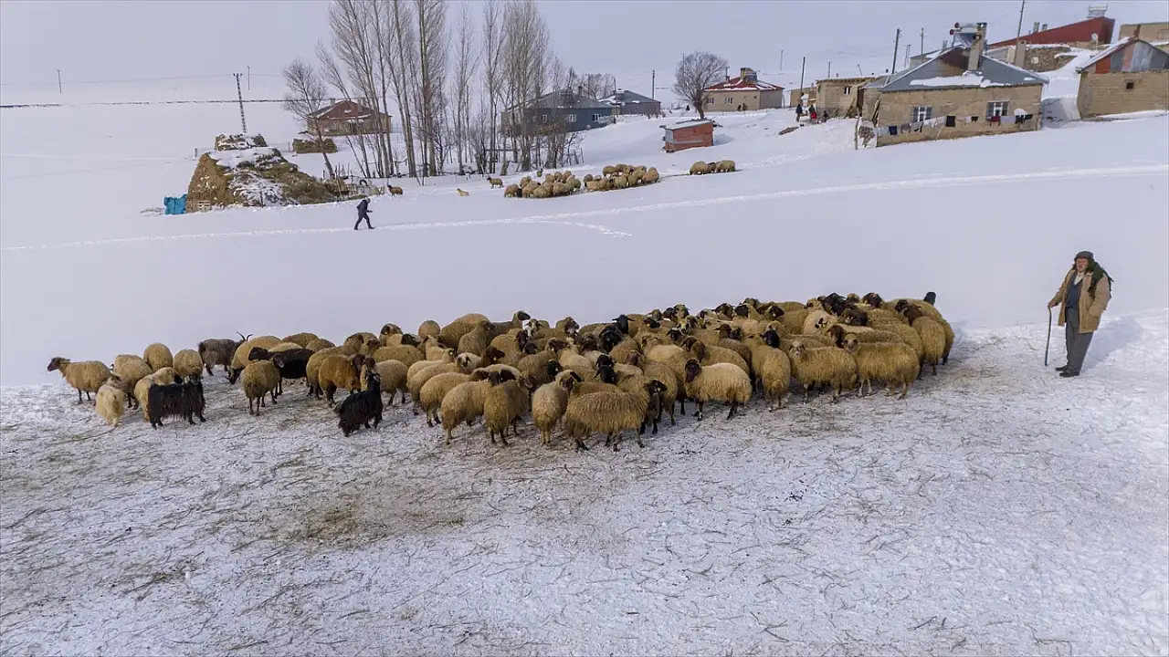 Vanlı besiciler çetin kış şartlarına karşı hayvanlarını koruyor